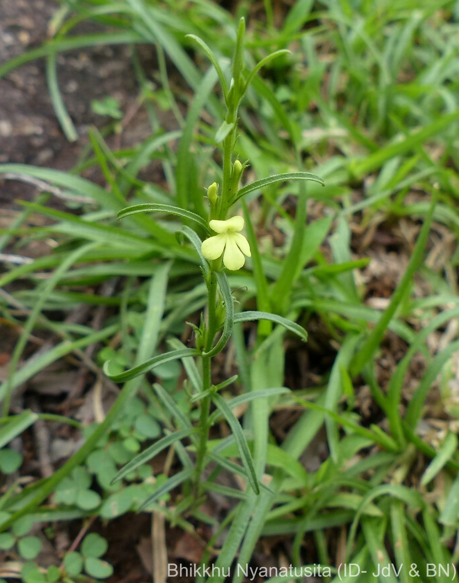 Striga asiatica (L.) Kuntze